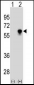 CDC25C Antibody